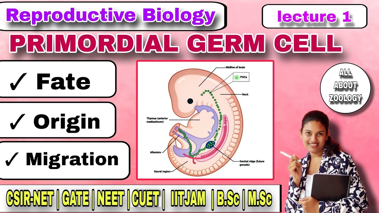 PRIMORDIAL GERM CELLS |M.Sc Classes| Rep. Biology| Developmental Biology CSIR-NET LIFE SCIENCES GATE