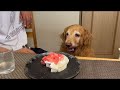 えれな12歳の誕生日🎂#ゴールデンレトリバー #大型犬のいる生活 #シーズー #癒し #誕生日 