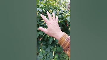 Atasi keriting daun tanaman cabe #shorts #arispipit #tanamancabe