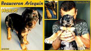 Bebe Horus Souvenir N 1 Adoption Accueil Un Amour De Chien Beauceron Arlequin 12 10 Youtube Bebe Horus Souvenir N 1 Adoption Accueil Un Amour De Chien Beauceron Arlequin 12 10 Youtube