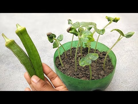 Grow ladies fingers , Grow from seeds | Vegetables growing