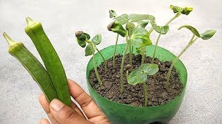 Grow ladies fingers , Grow from seeds | Vegetables growing