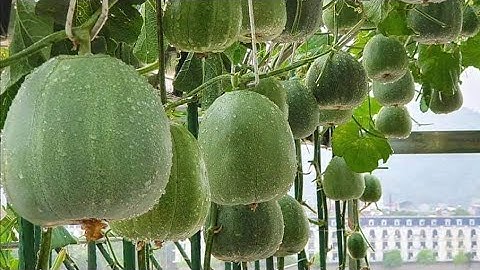 Dưa Lê Xanh Lục Bảo