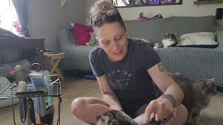 How To Groom 19 Cats