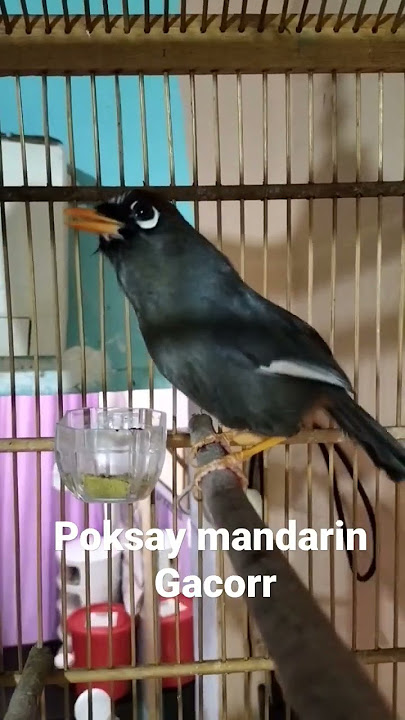Poksay Mandarin Gacor