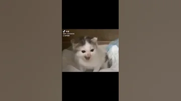 Angry German Cat Cat Funny Memes Catmemes 