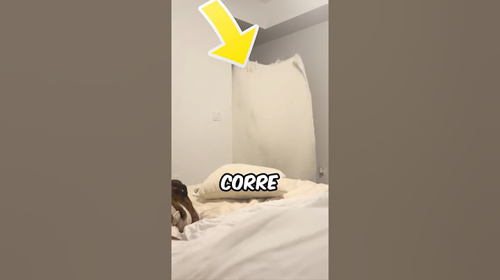 LA REAZIONE DEL CANE È STUPENDA😂 #shorts