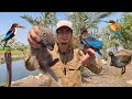 Wildlife In Fayoum Part Four Wildlife In Fayoum Part Four