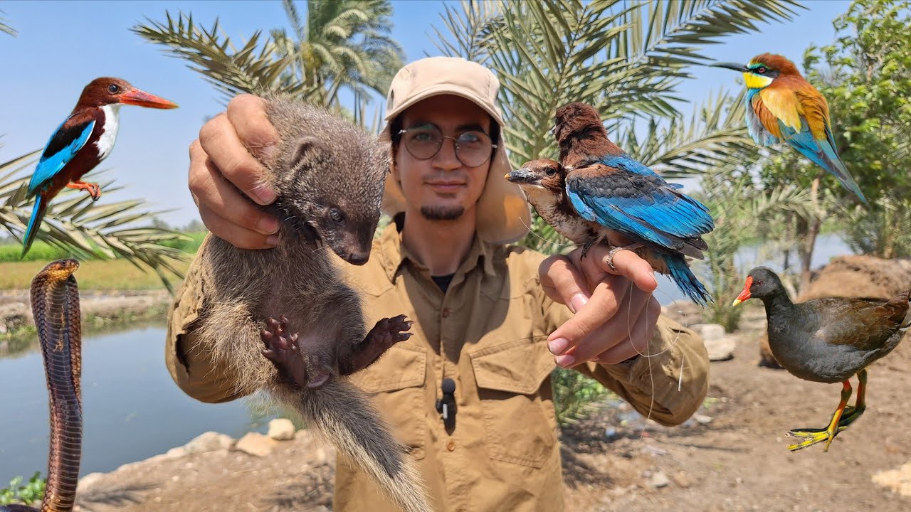 الحياة البرية في الفيوم - الجزء الرابع