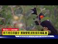 【CNN精選】千萬要抬頭！美國「紅翅黑鸝」俯衝撞人如空襲｜TVBS新聞 @TVBSNEWS01