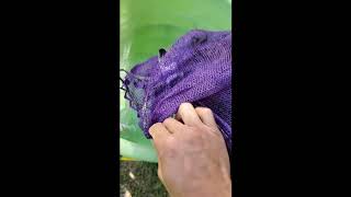 DIY crawfish washer