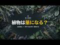 植物で整える回復習慣｜Botanical Healing Ritual