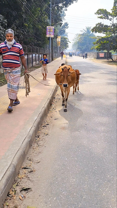 Beat cow #shorts