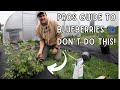 How to Grow BLUEBERRIES Like a PRO! Tips to Grow The Best Berries ANYWHERE