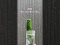 🥒夏に試したい！きゅうりの便利ワザ3選🌿 #きゅうりレシピ #きゅうりの一本漬け #きゅうり冷凍 #サッと茹で