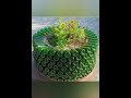 Trending gardening,garden ideas,diy garden ideas,great home ideas,garden decorations
