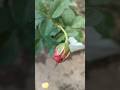 The journey of a Rose || Home Gardening | #flowers #trendingshorts #youtubeshorts #rose #shorts