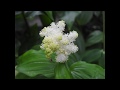 おわら風の盆恋歌