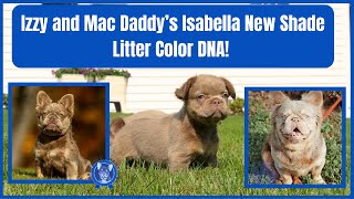 Izzys Isabella New Shade Litter Color Dna