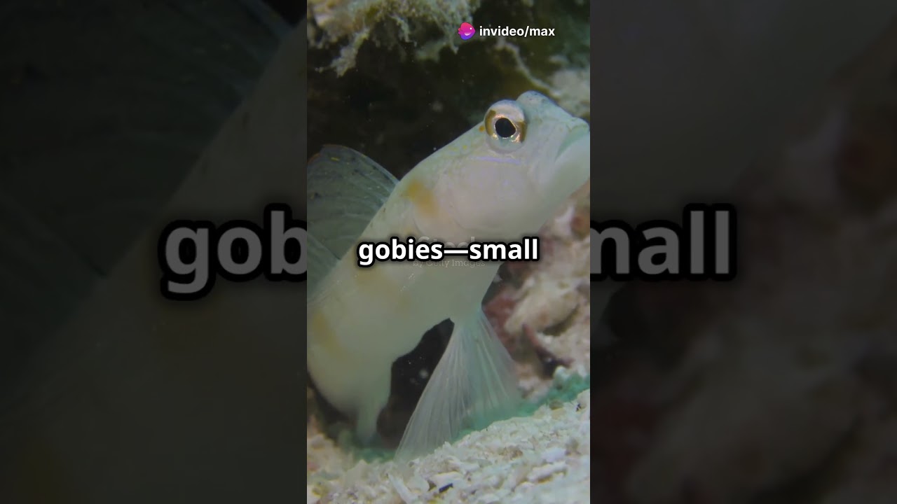 "Meet The Pistol Shrimp:  The Ocean's Tiny Gunfighter!