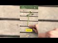 How to propagate roses for free? #gardening