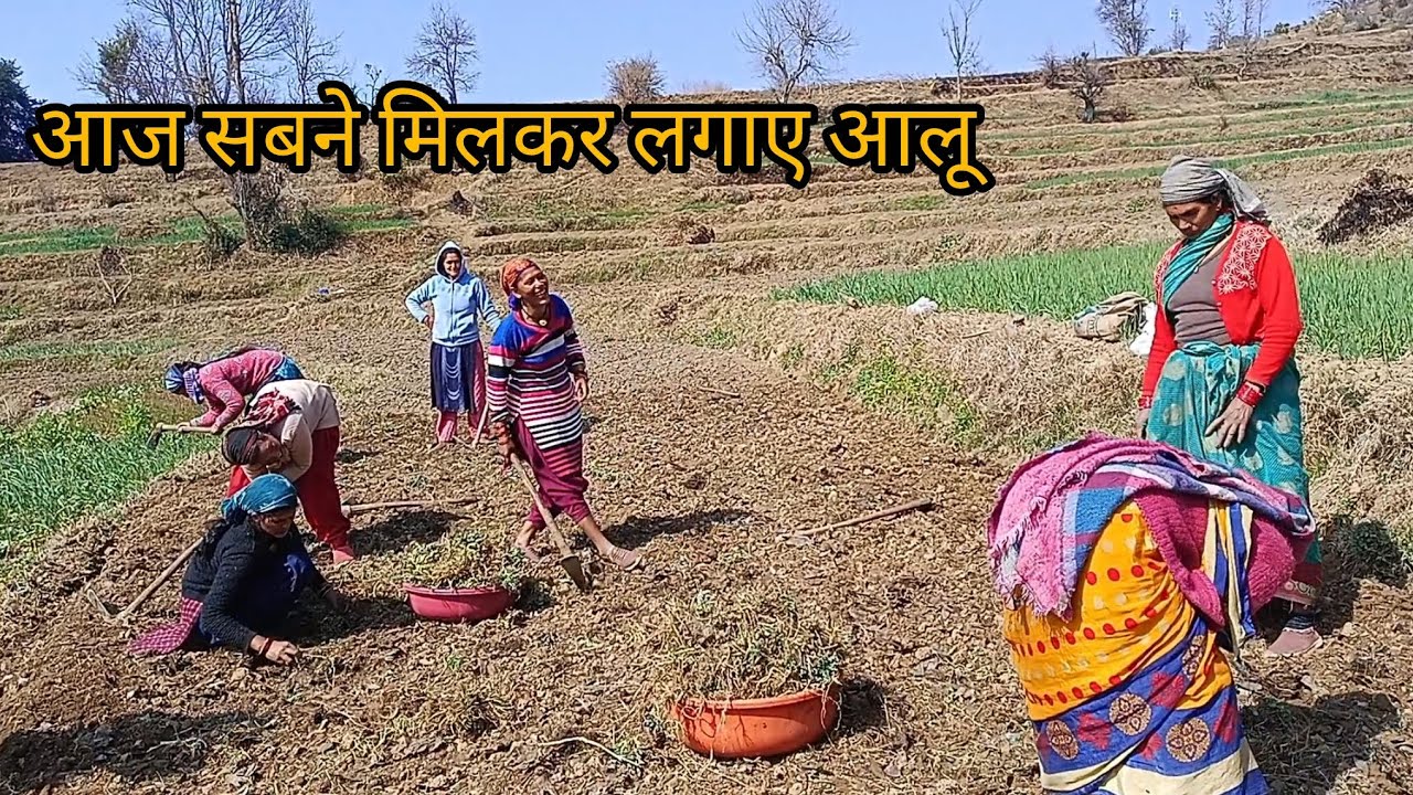 आज सबने मिलकर लगाए आलू😄#phadilifestyle