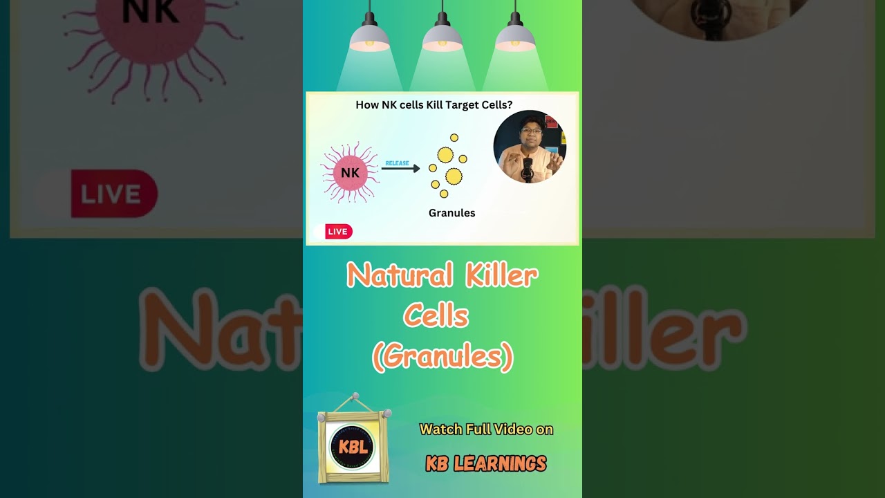 Perforin and Granzymes present in Granules of Natural killer cells #shorts KB Learnings