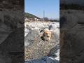 遊び心で川辺を歩くコーギー / The Corgi walking playfully along the riverside.