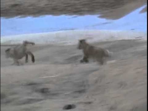 MalaMala - Lion cubs playing