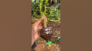 Air layering in fruit trees #garden #roomtogrow #growathome #gardening #plant #growyourownfood
