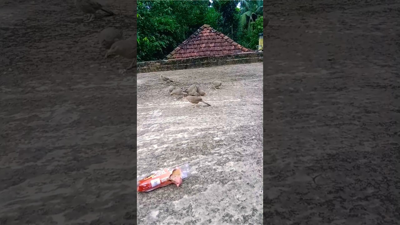 বিকেল বেলা 🐦🧡🍂 #birds #shorts #shortvideo #status #foryou #foryoupage #subscribe @RimiNaskar672