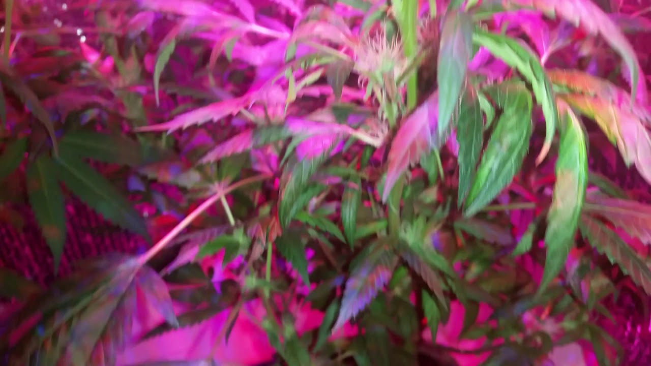 Bloombeast A520, day 24 of flower