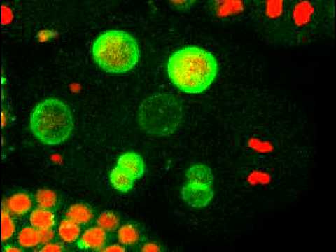 nuclear-division-in-a-c-elegans-embryo-treated