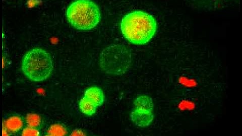Nuclear division in a C  elegans embryo treated