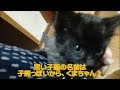 ハチワレ猫のハチ #33 番外編！先住猫ハッちゃんが拾った黒い子猫くまちゃんと仲良く遊べるまで① / はっちゃんねる