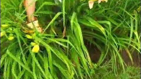How to Divide Daylilies