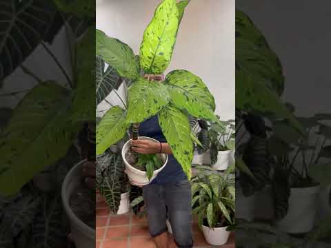 Vídeo: Dieffenbachia Houseplant: cultivo e cuidado de plantas de cana-de-banho