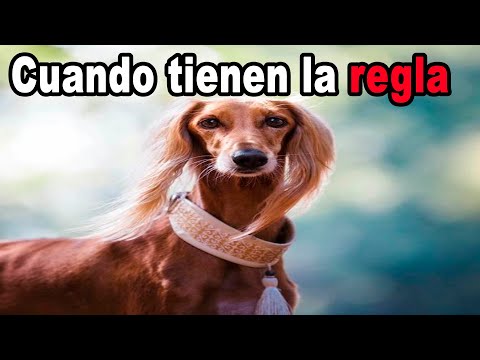 Video: ¿A los perros les viene la regla?