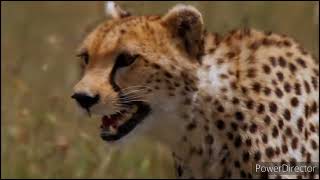 African Cats 2011 Trailer April 22, 2011
