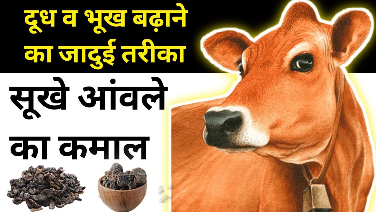पशु का दूध व भूख बढ़ाने का जादुई तरीका। Increase milk and immunity in Cattle🐃