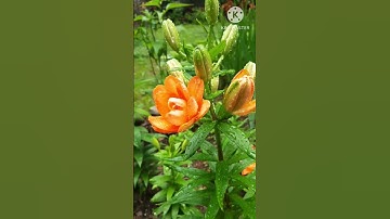 #Shorts # Lily Tiny Double You ,Asiatic Lily #ดอกไม้สวยงาม, #คนไทยในแคนาดา # #ธรรมชาติสวยงาม #ลิลลี่
