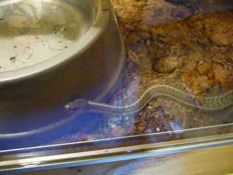 amphibians nedir Proving a point