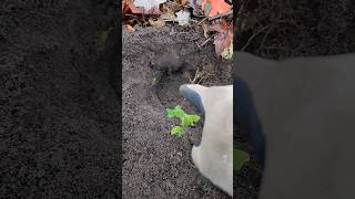WHOA! Bonus Hole! #metaldetecting   #outdoors #minelabmanticore #metaldetectors #practicalken