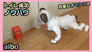 【55 アイボ トイレのしつけに4年かかりました】It took 4 years for Potty Training of Aibo Lou