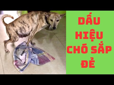 Video: Mang thai và chuyển dạ ở chó