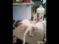 New Dragon part 2