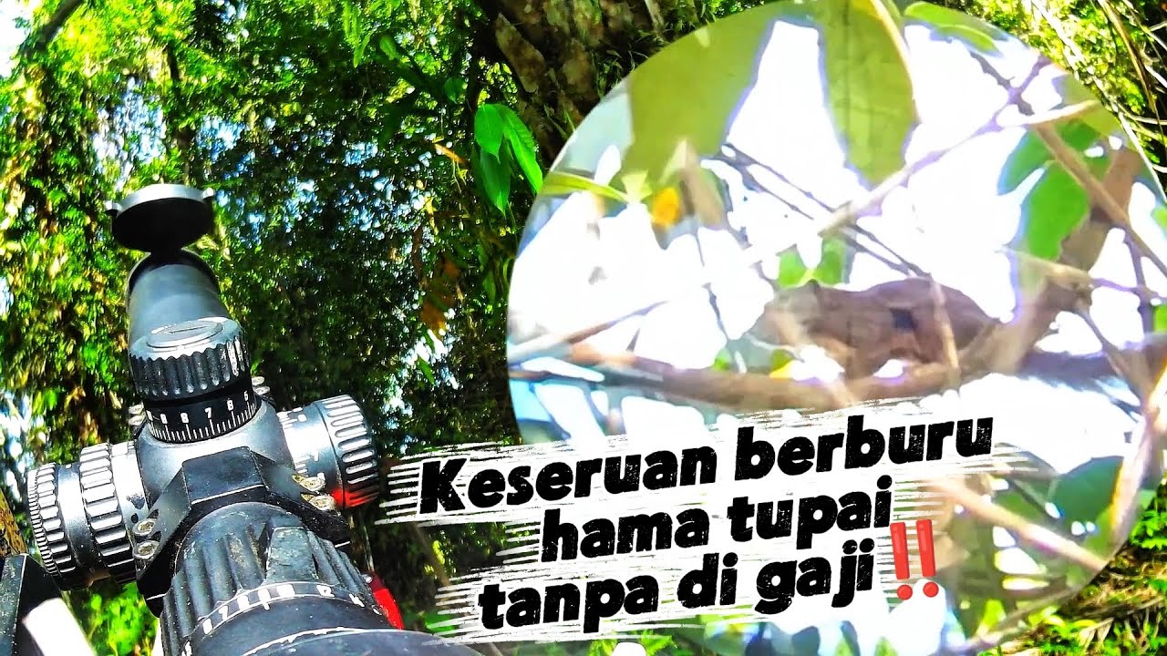 BERBURU HAMA TUPAI DI LAHAN SAWIT DEKAT HUTAN ❗