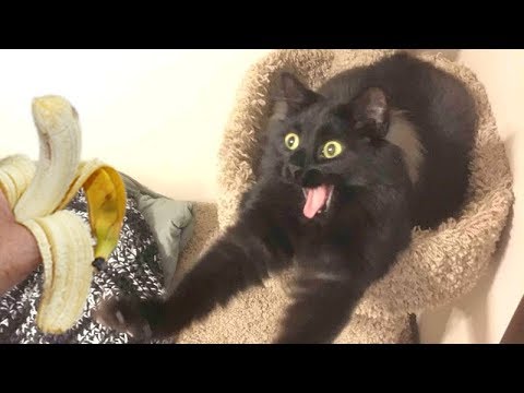 animal-&-pet-videos-way-funnier-than-you-expect!---laugh-hard-now!