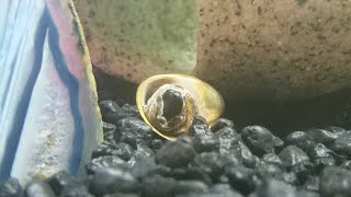 Snail Eating A Rock