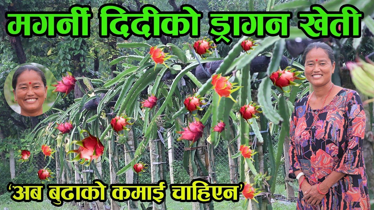 बुढा बिदेशमा बुढीको नेपालमा ड्रागन खेती, भन्छिन् ‘घर चलाउन बुढाको मुख ताक्न पर्दैन’ │Nepal Chitra